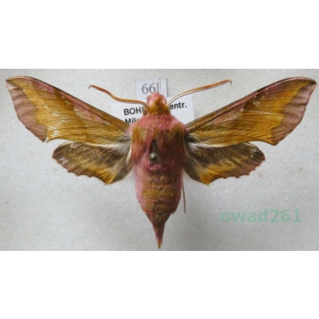 Deilephila porcellus (Linnaeus, 1758) Zmrocznik pazik Czech66l